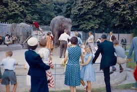 Dublin Zoo Is Ireland S Most Popular Visitor Attraction And Welcomed Almost One Million Visitors Last Year Dublin Zoo Dublin City Zoo
