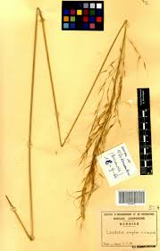 Image result for Loudetia simplex