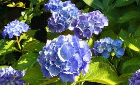 Hortensien Schneiden Hortensien Garten Hortensie Schneiden