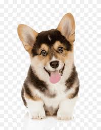 You can even buy a matching leash, sold separately. Short Legs Tongue Corgi Corgi Dogs Pet Png Pngwing