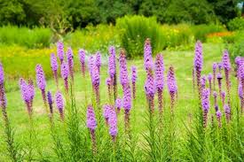 Image result for Tetragonia spicata