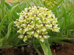 Image result for Asclepias foliosa