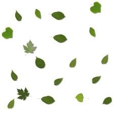 We did not find results for: Animated Gif Of Green Leaves