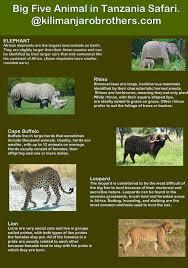 Have You Already Seen Big Five Animal The Big Five Refers To The African Lion Leopard Elephant Rhino And Cape Buff Tanzania Safari Safari Asian Elephant