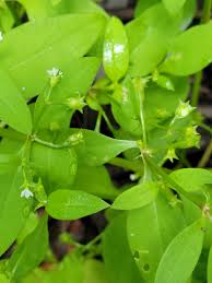 Image result for Pentodon pentandrus