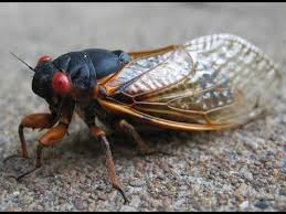 Locusts and cicadas are two different groups of insects with distinct features. 2016 Ohio 17 Year Cicada Locust Emerge Youtube