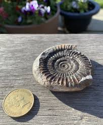 Ammonoidea is one of three subclasses of cephalopods, the others being coleoidea (octopuses, squids, cuttlefishes, extinct belemites), and nautiloidea. Fossil Ammonite Yorkshire Nelson Market