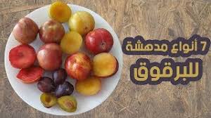 انواع البرقوق 7 انواع مدهشة للبرقوق youtube