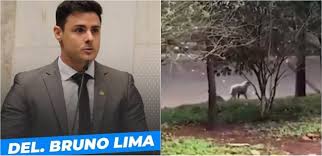 Gusttavo lima e bruno e marrone. Delegado Bruno Lima E Equipe Trabalham 8 Horas Em Resgate De Cachorros Abandonados No Rio Tiete Video