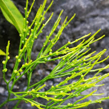 Image result for Psilotrichum