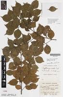 Image result for Cryptocarya woodii