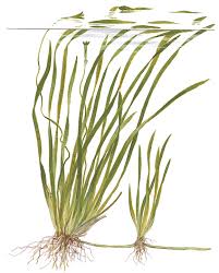 Image result for Vallisneria spiralis