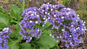 Image result for Limonium