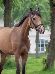 Wir zeigen ihnen ein super pre buckskin pferd, eines der besten pferde in dieser farbe mit einer fantastischen blutlinie, 168 cm und 4 yo. Informationen Zu Palominos Und Buckskins Aufgehellt