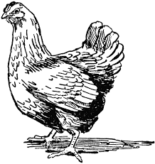 Black And White Hen Clipart Hen Clipart Etc Gif 603 640 Pixels Rooster Images Pet Birds Chicken Art