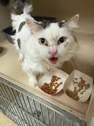 Save the Kitties added a new photo.