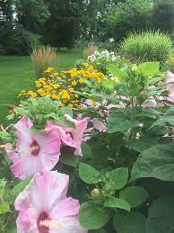 Plant breeders have recently increased the wide range of sizes and flower colors of rose mallow. Hardy Hibiscus Comes Back Every Year In Zone 4 One Of The Last Plants To Poke Through In The Spring So Be Patient Sun Perennials Trees Shrubs Shrubs