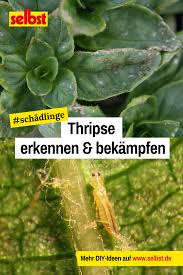 Thripse Selbst De Pflanzen Schadlinge Zimmerpflanzen