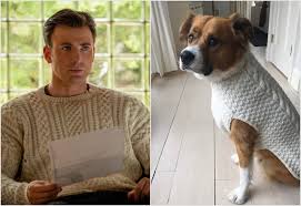 Like and share our website to support us. Chris Evans Gave His Dog A Matching Knives Out Sweater Popsugar Entertainment