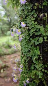 Image result for Utricularia striatula