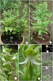 Image result for Habenaria epipactidea