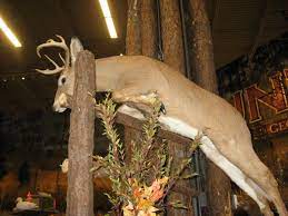 Unlike venison that has not been aged, you don't need to marinate it to ensure moist meat. Tips For Processing Deer And Aging Deer Meat With Videos Skyaboveus