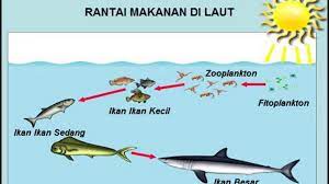 Pada ekosistem laut bisa kita temui berbagi keanekaragaman hayati yang tinggi. Ø´Ø±ÙŠØ± Ø§Ù…Ø§Ù… Ù…Ø¨Ù„Øº Rantai Makanan Di Laut Thinking About Thinking Com