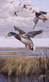 Scot Storm Hunting Art Waterfowl Art Wildlife Art