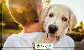 Let us take care of your pet while you are away. Should I Leave My Dog At Home Or Look For Dog Boarding Near Me