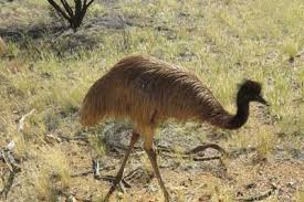 It is also farmed there as well as in the united states, canada and europe. Emu Alice Springs Desert Park