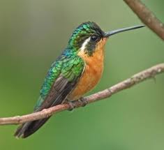 Hummingbird fine art photography by cynthia walpole and charles fritsch. Lehrmittelboutique Net 2021 Vogel Des Monats Kolibri