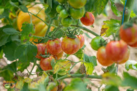 Tomate 'pink bumblebee', samen menge. Pink Bumble Bee