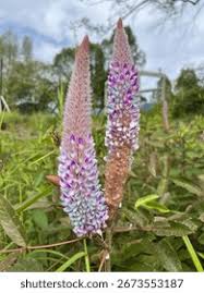 Image result for Uraria