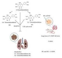 Comparison of Nobiletin and 5‐Demethylnobiletin as Cancer ...