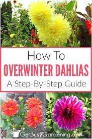How To Store Dahlia Bulbs Storing Dahlia Tubers Over Winter