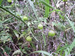 Image result for Cardiospermum