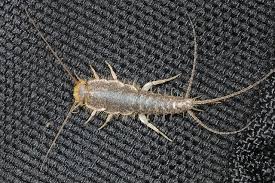 Silverfish can infest any home. How To Get Rid Of Silverfish Infestation Fantastic Pest Control