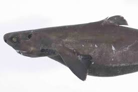 It's an altered version of a wikipedia entry for aristotle's theory of biology, which includes a site note describing that aristotle recorded that the embryo of a dogfish was attached by a cord to a kind of. Prickly Dogfish Oxynotus Bruniensis Ogilby 1893 The Australian Museum