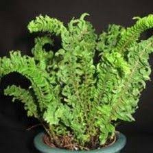 Tanaman Hias Daun Bibitbunga Com Part 6 Tanaman Tanaman Hias Daun Daun