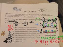 Answer the questions that accompany each problem. Monhybrid Mice Assignment Biology Genetics Punnett Square Practice Printable And Google Apps Distance Learning Life Science Lessons Science Lessons High School Life Science Middle School Is The Genetic Makeup Of