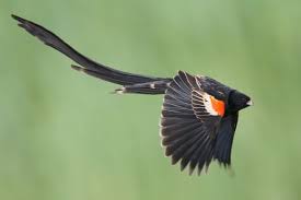Black Bird With Two Long Tail Feathers The Rare And Spectacular Birds Of The World Rare Birds Beautiful Birds Pet Birds