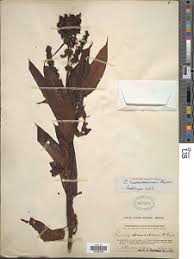 Image result for Rumex ruwenzoriensis