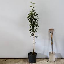 We grow a huge range of popular fruit trees you can buy: Garden Fountain Upright Cordon Apple Tree Ornamental Trees Ltd