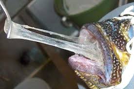 Hagfish slime ecomechanics: testing the gill-clogging hypothesis | Journal  of Experimental Biology