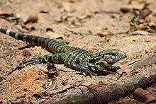 Argentine Black And White Tegu Wikipedia