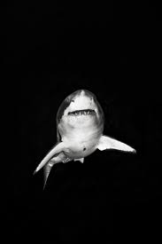 Black And White Shark Pictures Monday Dopeness 39 Pics Squali Bianchi Squalo