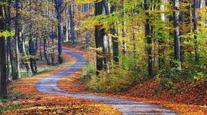 Jagen auch sie in der tiefebene den rehbock, da hier ungarns größte rehbockpopulation mit der höchsten qualität lebt. Bakgrundsbilder Natur Landskap Langt Vy Trad Vag Lov Falla Skog Vaxter Ungern 1920x1080 Worf359 1802393 Bakgrundsbilder Gratis Wallhere