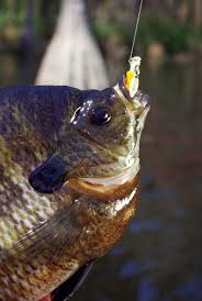 Again, your rod isn't the most important piece of your arsenal when it comes to fly fishing for panfish. 5 Great Bream Lures And How To Use Them