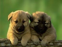 Two Cute Puppies Hang Out Puppy Toob Cute Dogs Cute Dog Pictures Cute Fluffy Puppies