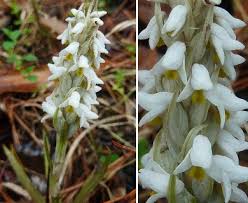 Image result for Zeuxine